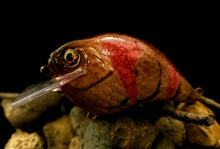 Load image into Gallery viewer, SKO Deep Rattle Squarebill &quot;Ripped Copperhead Craw&quot;