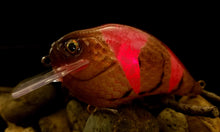 Load image into Gallery viewer, SKO Deep Rattle Squarebill &quot;Ripped Copperhead Craw&quot;