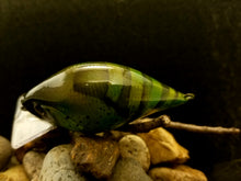 Load image into Gallery viewer, SKO Rattling Squarebill &quot;Speckled Green Craw&quot;