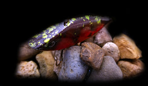 3 in Lipless Trap "Fall Red Craw w/Green"